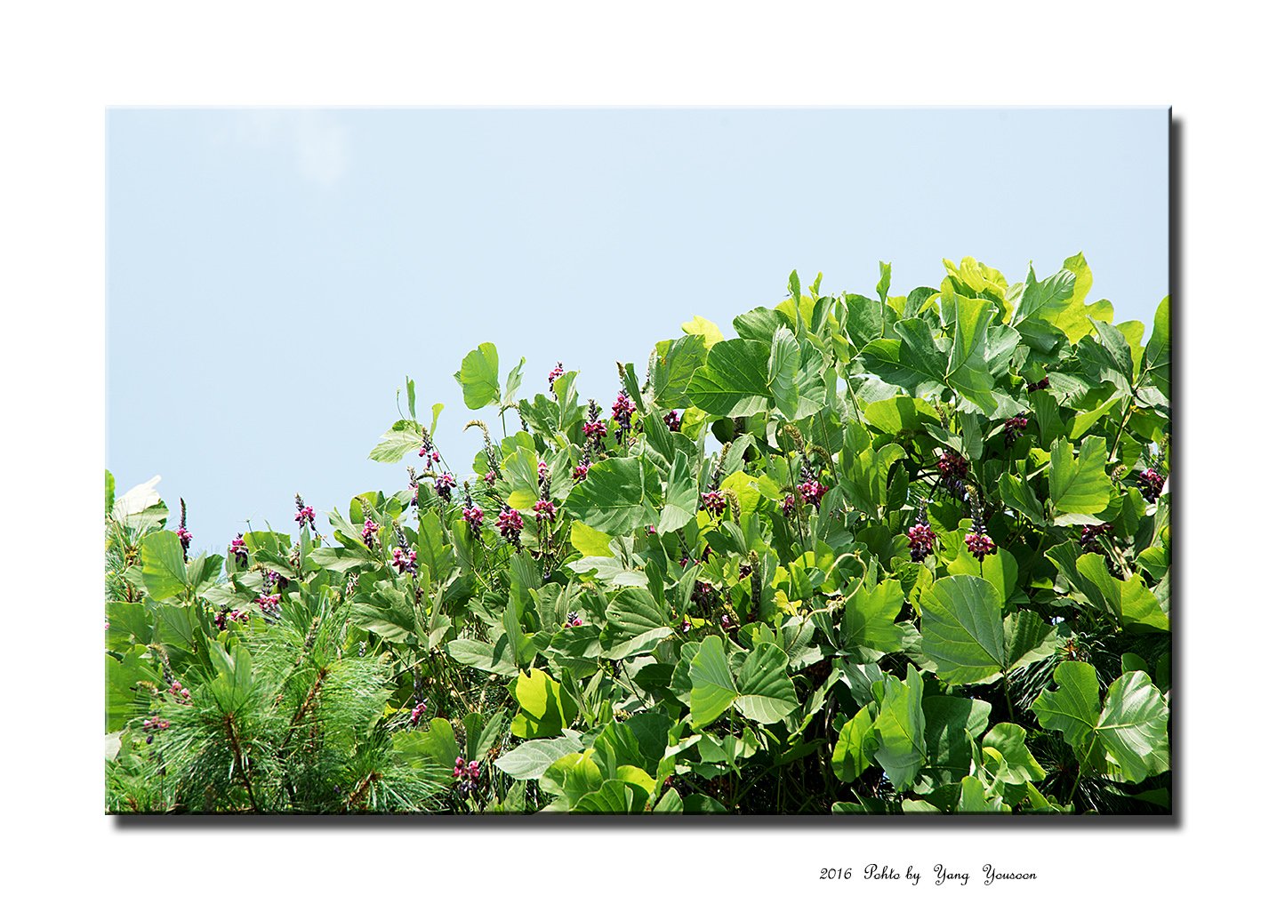 DSC_8300-11-r.jpg : 칡꽃