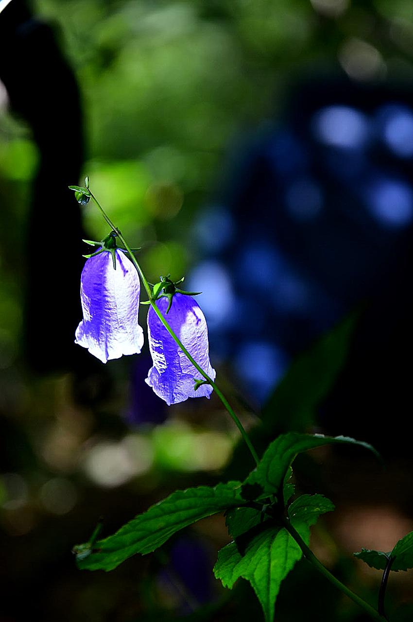 BandPhoto_2016_07_30_14_26_10.jpg : 금강초롱