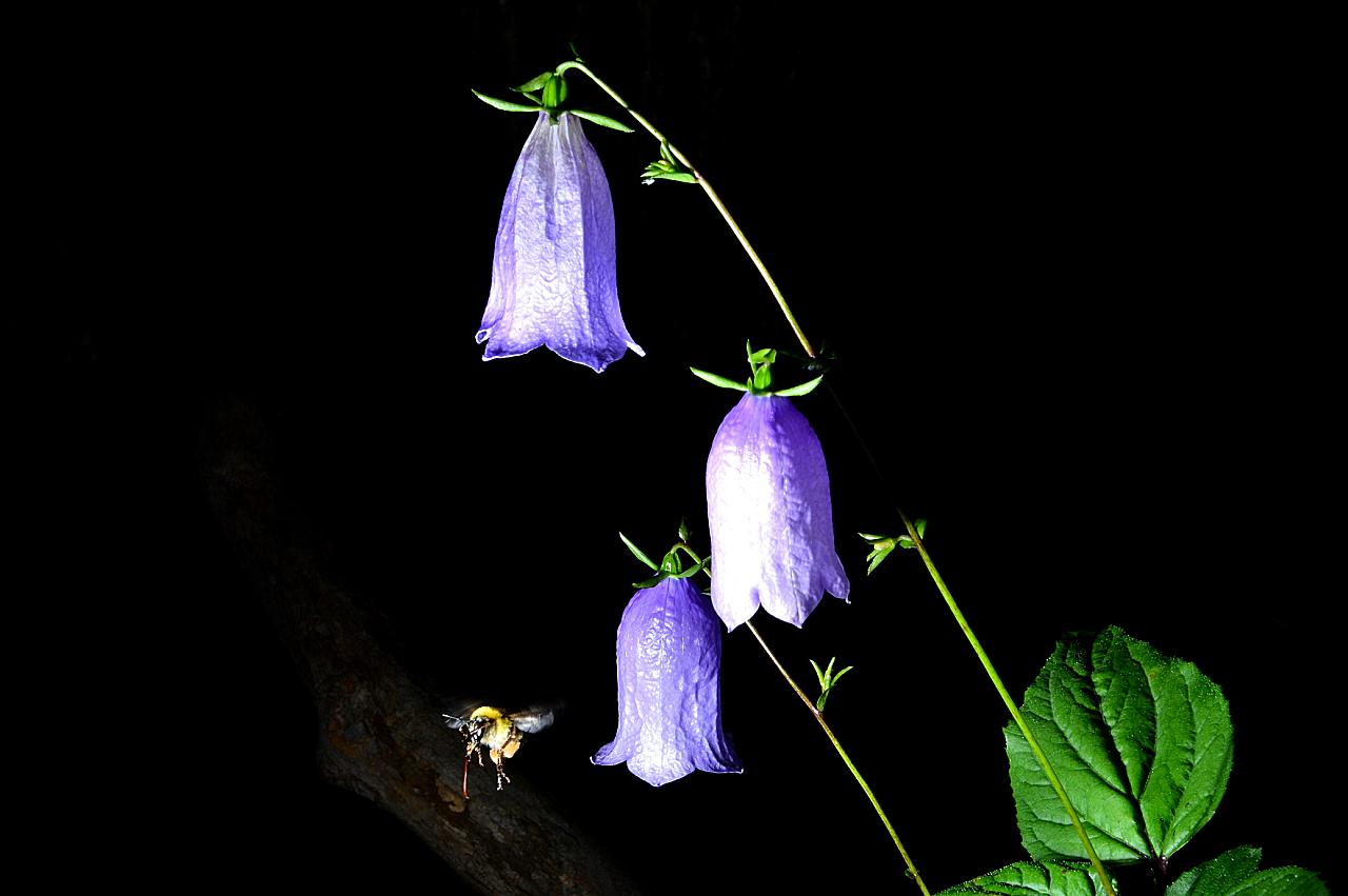 BandPhoto_2016_07_30_14_25_21.jpg : 금강초롱