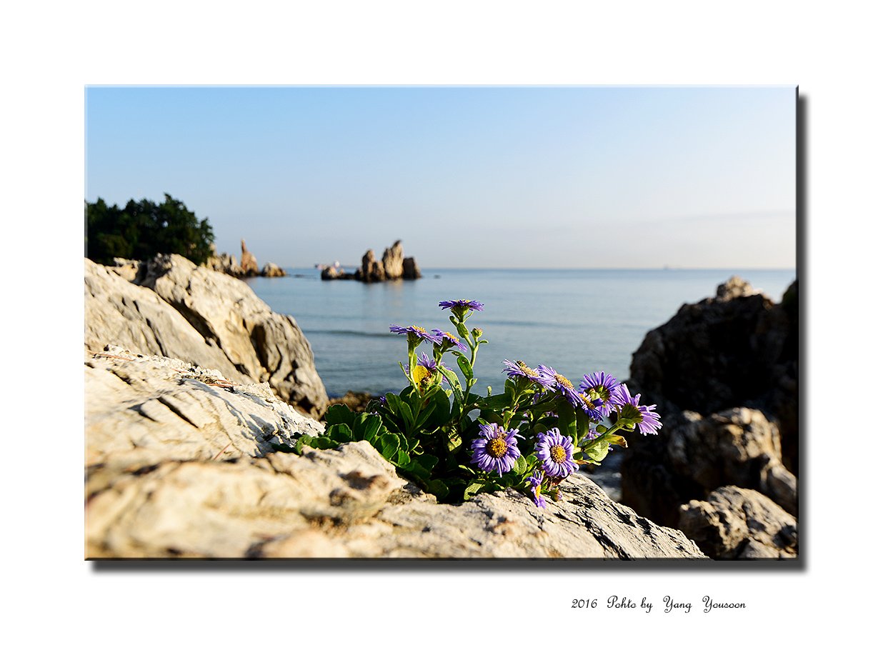 DSC_1191-1-r.jpg : 해국