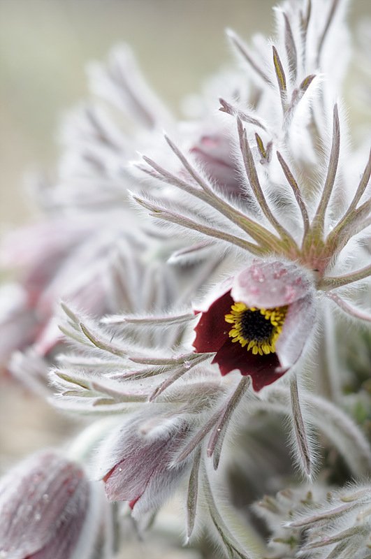 _DSC6008_00037.jpg : 한택 식물원 에서