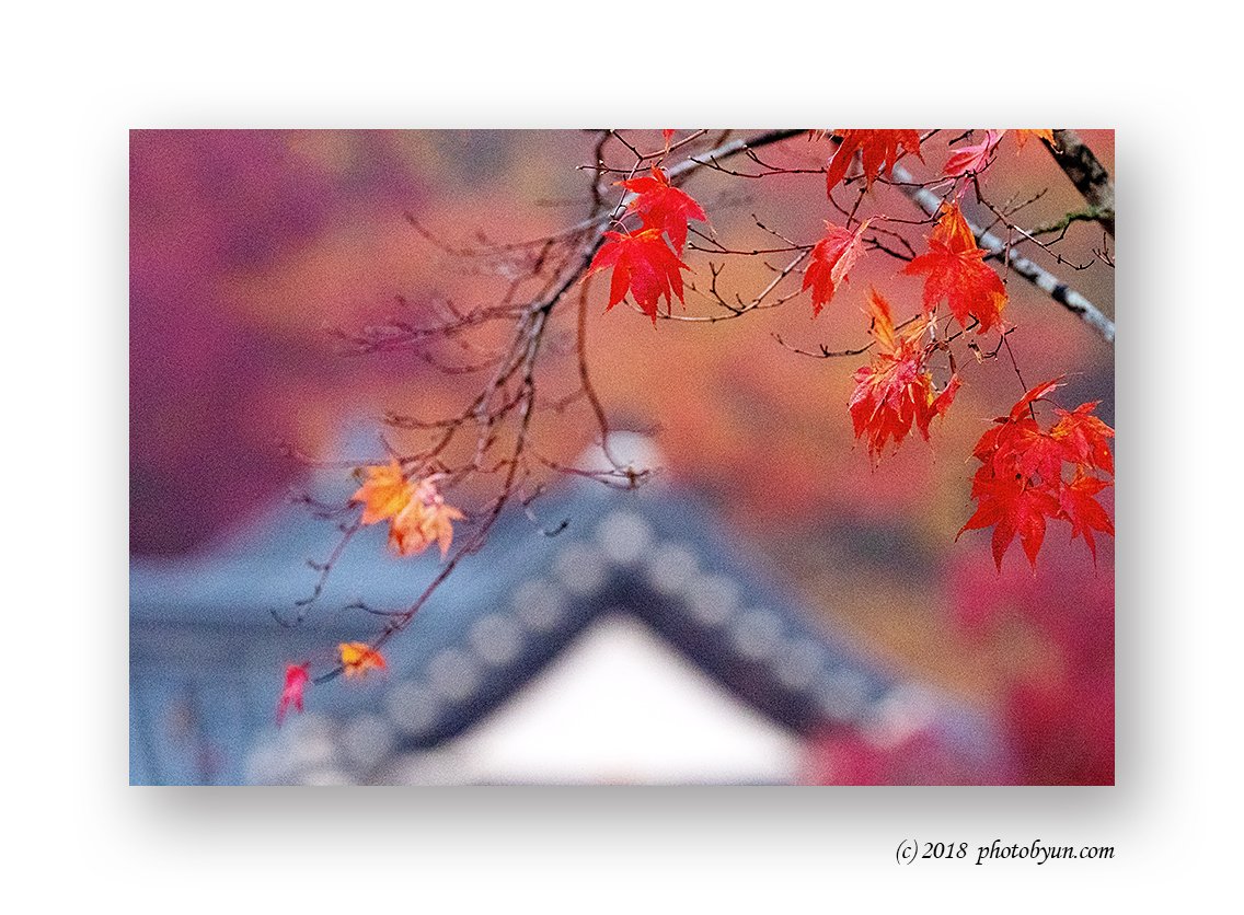 181A7301-편집.jpg : 산사의 가을 181A7301-편집.jpg : 산사의 가을