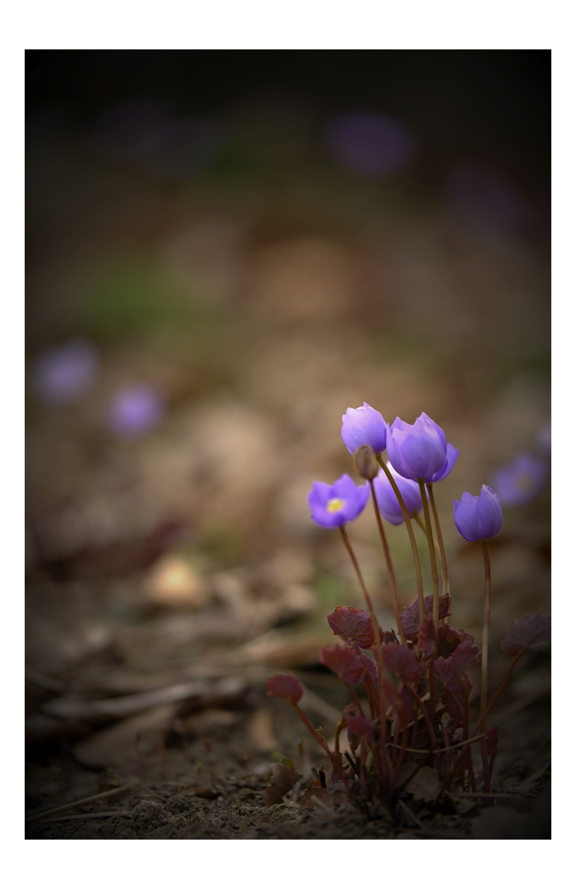 DSCF1387.jpg : 나도 깽깽이풀 2