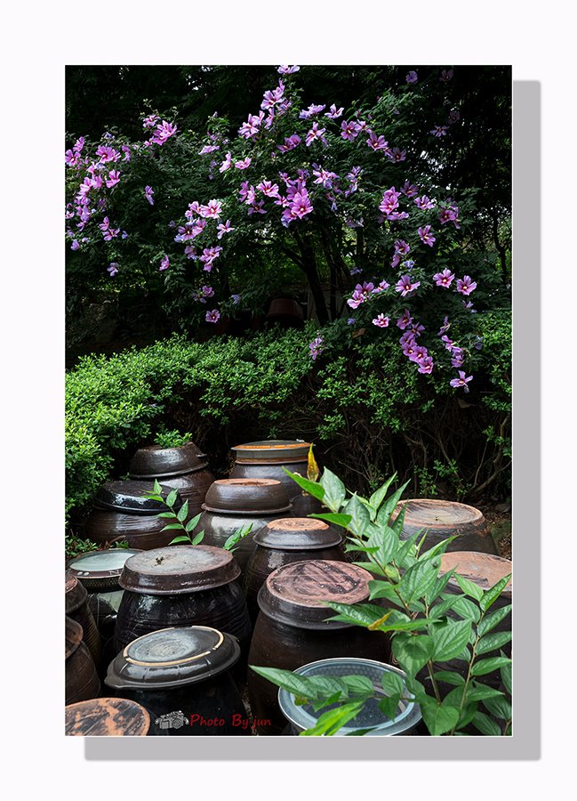 D55A0431-5.jpg : 장독대가 있는 풍경