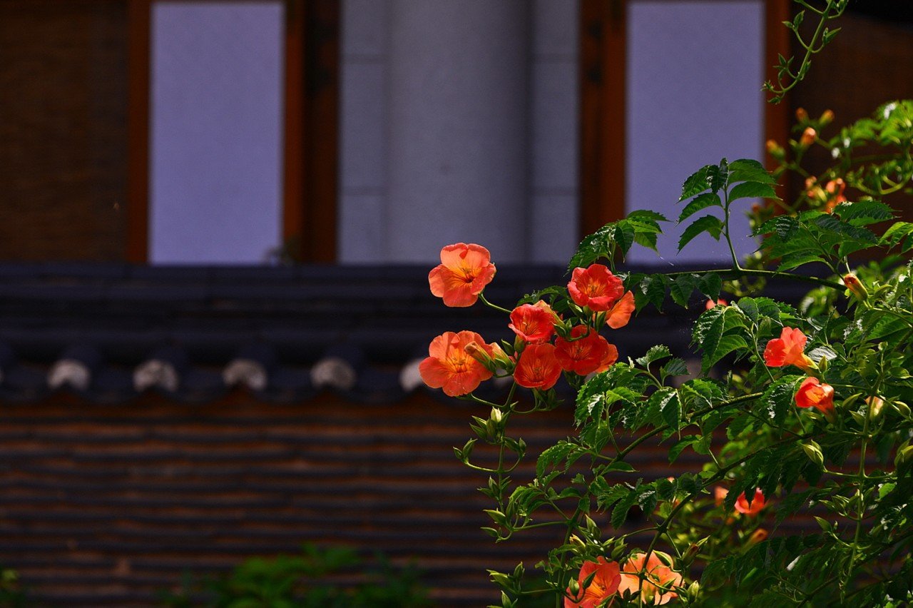 BandPhoto_14105411989.jpg : 봉녕사