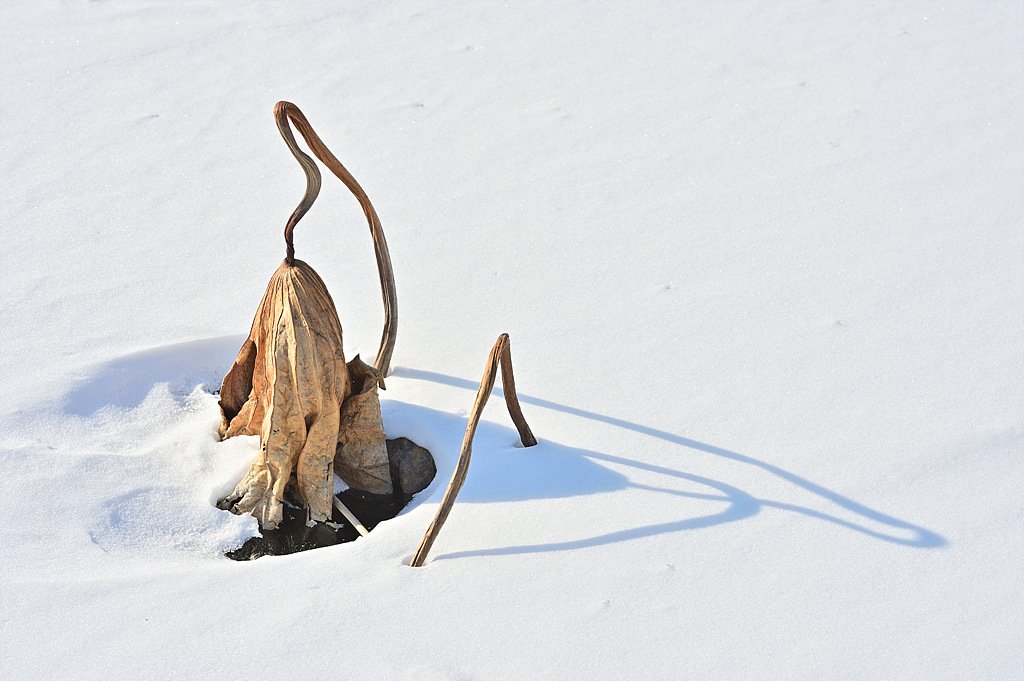 _DSC2049_00001.jpg : 보통리