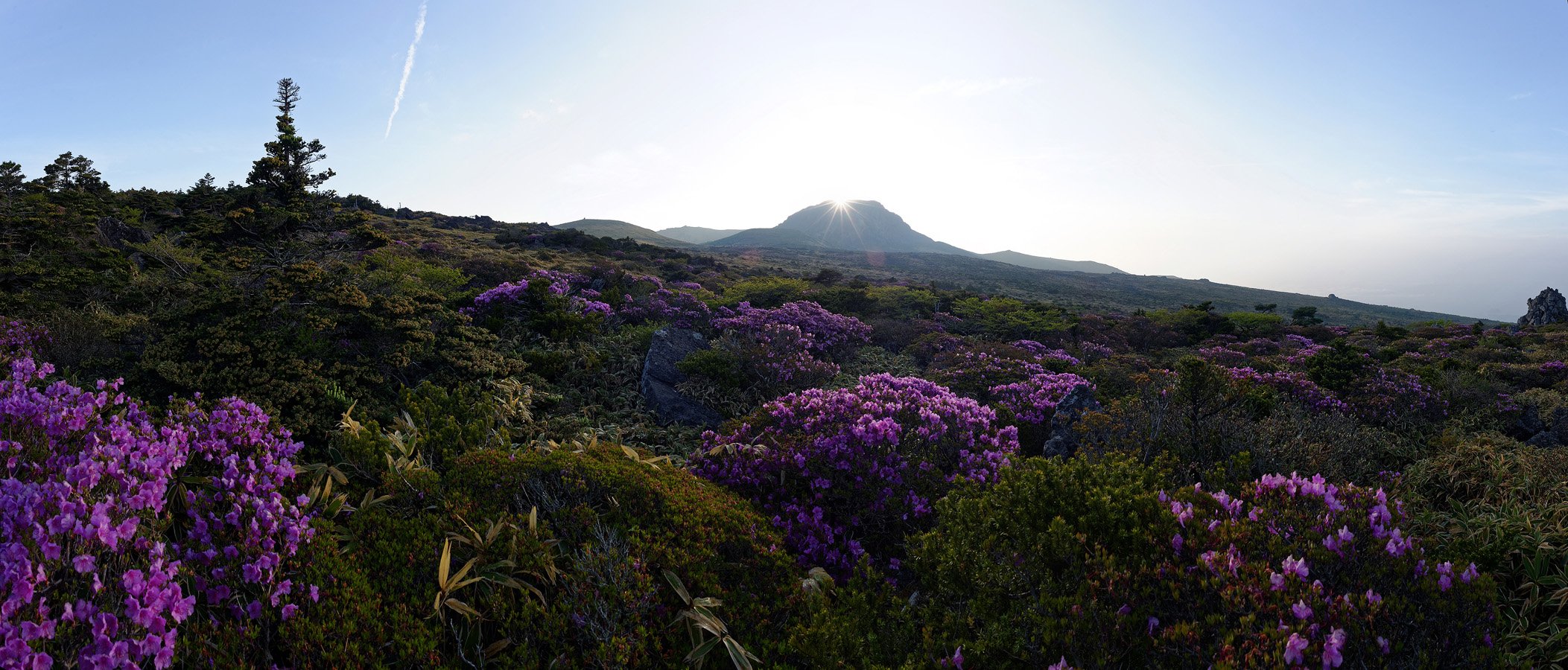 DSC4520 Panorama.jpg : 한라산 털진달래