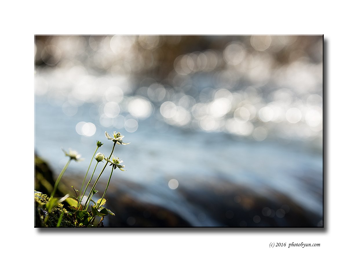 Q23C1156.jpg : 물매화