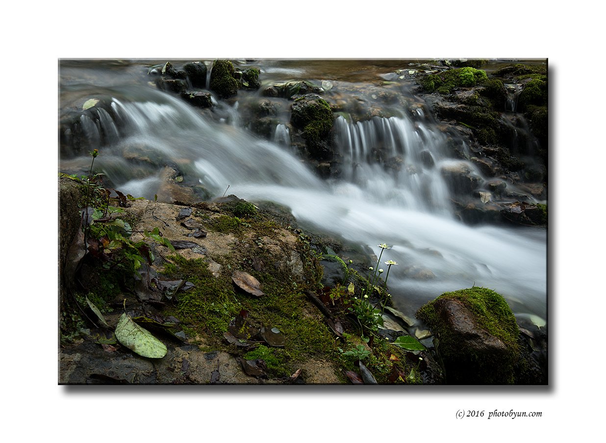 Q23C1495.jpg : 물매화