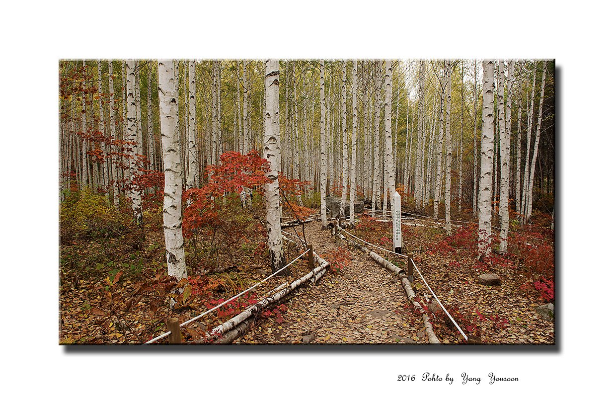 DSC_2626-1-11-r.jpg : 자작나무숲 정모숙제