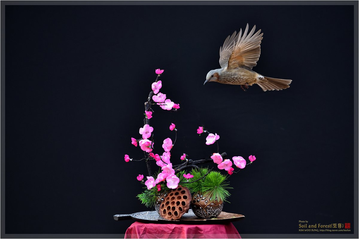 DSC_2482JR0112.jpg : 직박구리 날다! DSC_2482JR0112.jpg : 직박구리 날다!