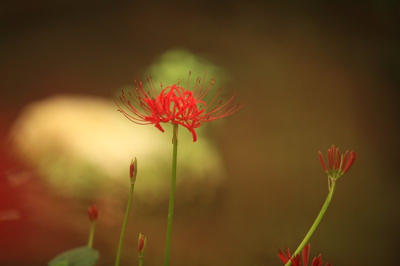 IMG_0284.JPG : 9월 정모 꽃무릇에 무릎꿇고~~::