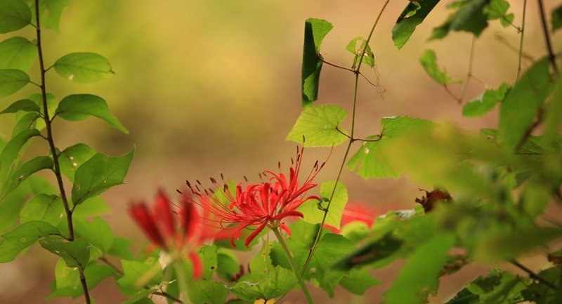 IMG_0161-crop.JPG : 9월 정모 꽃무릇에 무릎꿇고~~::