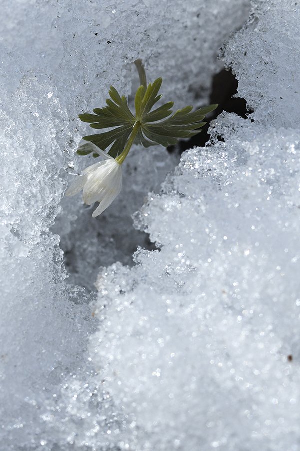 _DSC9586.JPG : 바람꽃