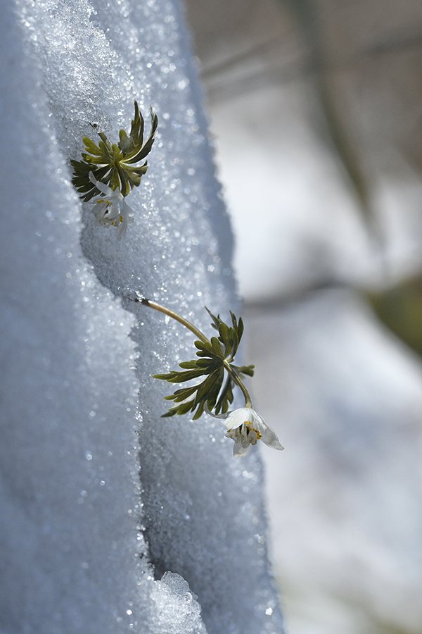 너도바람꽃.jpg : 바람꽃