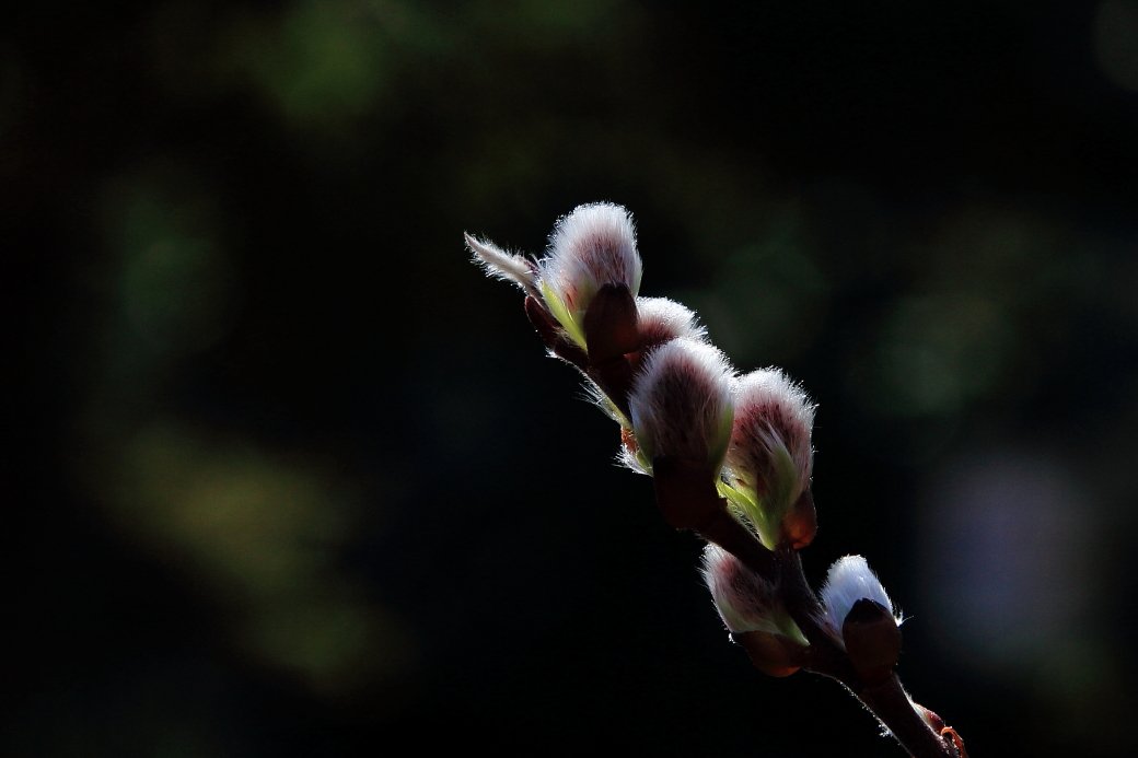 _K4A18091.JPG : 봄...