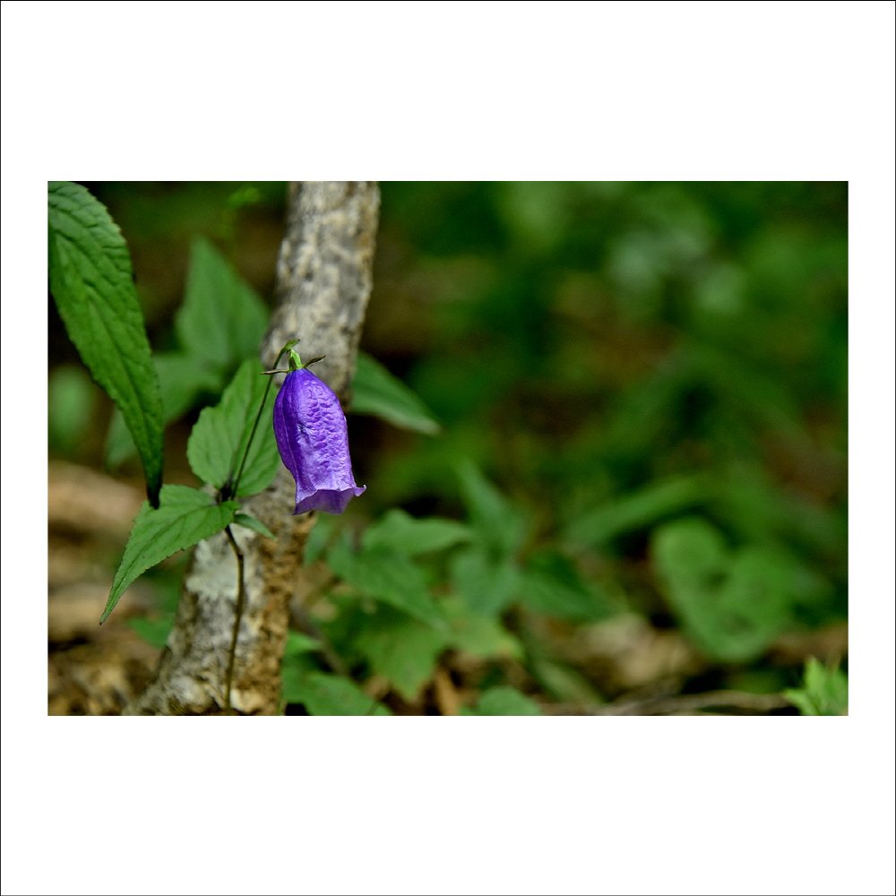 크기변환_DSC_1989.jpg : 금강초롱