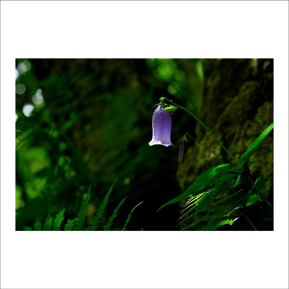 크기변환_DSC_1901.jpg : 금강초롱