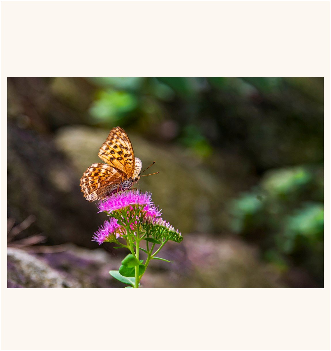 DSC_5194.jpg : 꽃과 나비