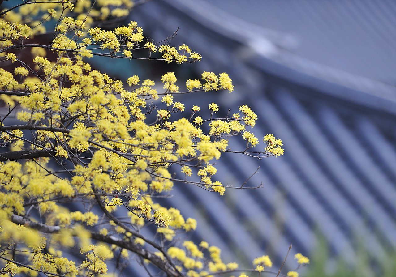 _DSC2686_00001.jpg : 봉은사