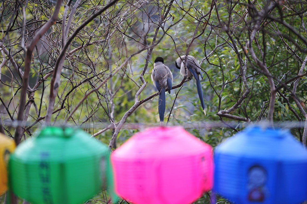 _DSC2688_00001.jpg : 봉은사