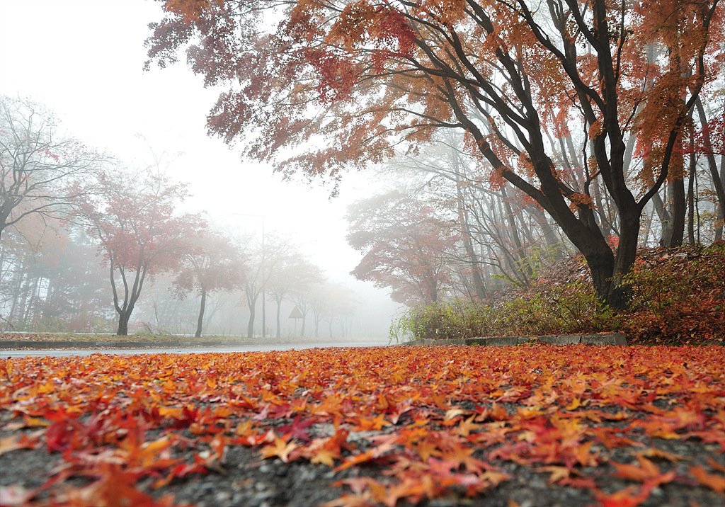 _DSC0880_00001.jpg : 에버랜드 가는길