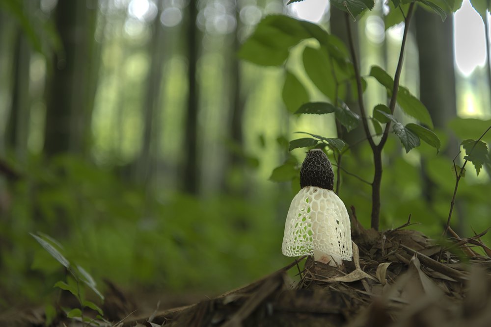 LMJ_7672.jpg : 흰망태버섯