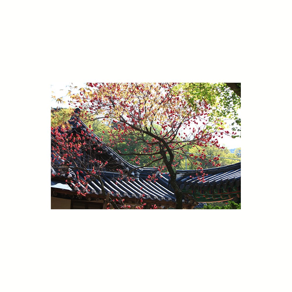 IMG_1145-09.jpg : 사찰에서 풍류를 즐기다..