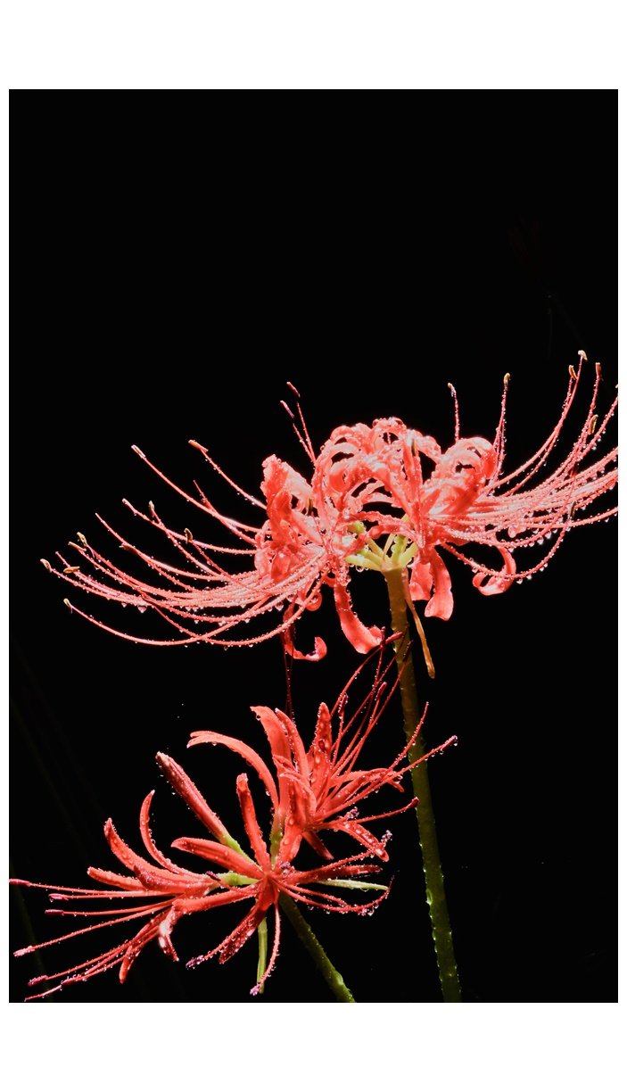 DSC_6298.JPG : 예쁘게 봐주세요~