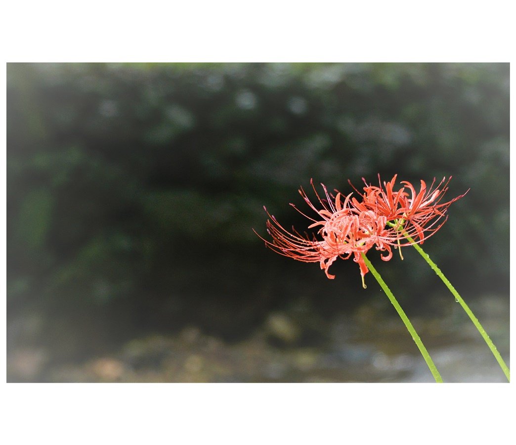 DSC_6375.JPG : 예쁘게 봐주세요~