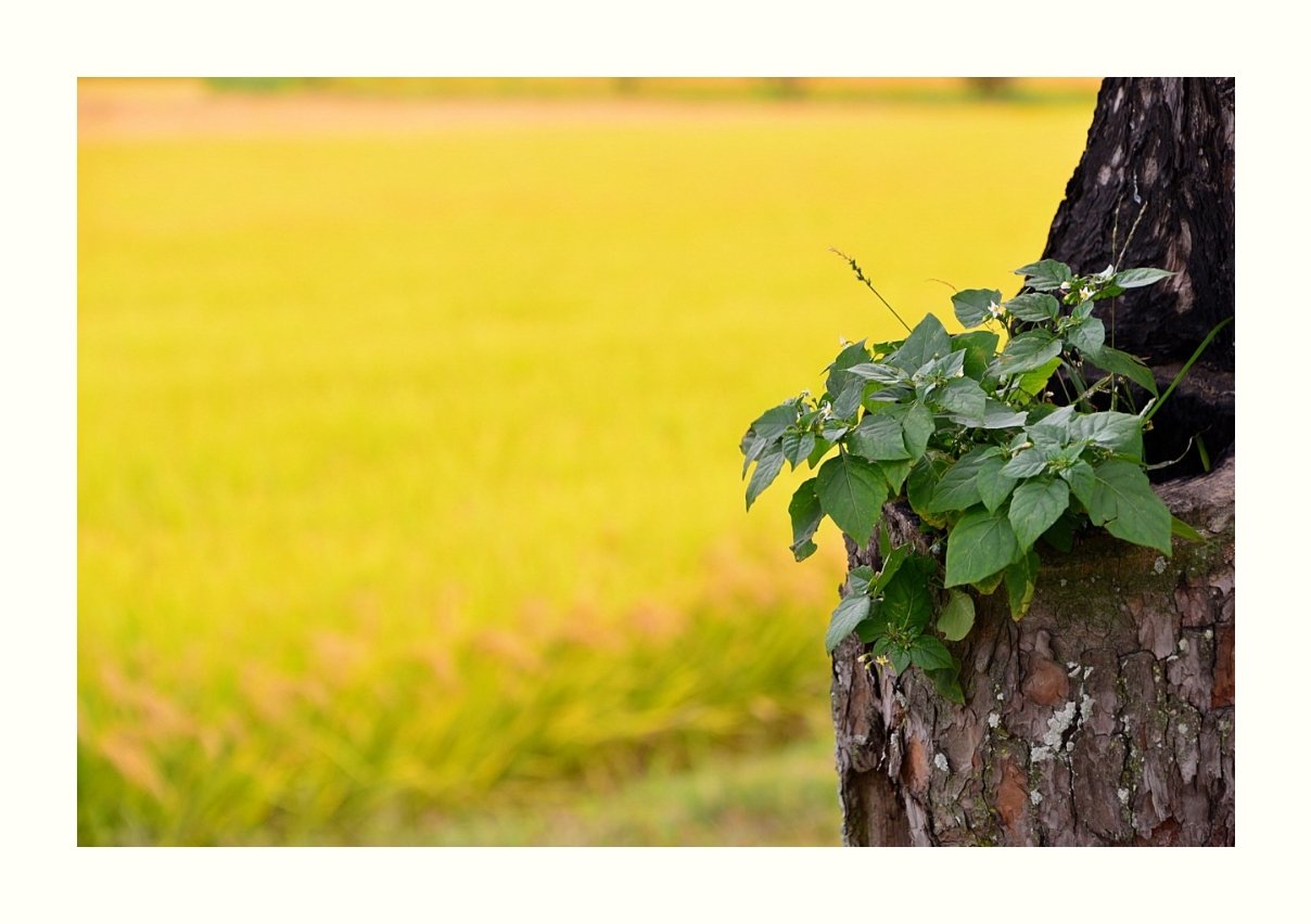 IMG_20181010_065023.jpg : 들녁을 지나며