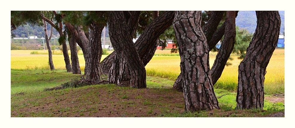 IMG_20181010_064940.jpg : 들녁을 지나며