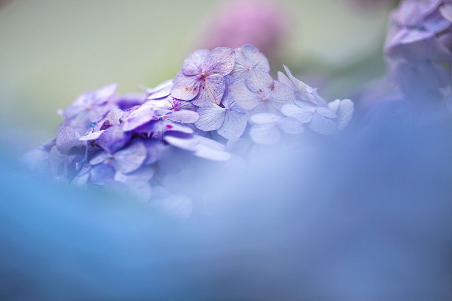 HVaa9A9,759.jpg : 수국(물향기수목원)