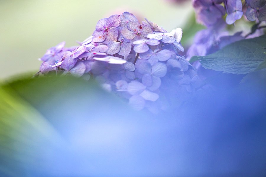 HV9A9759.jpg : 수국(물향기수목원)