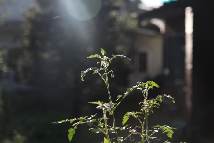 꾸미기_IMG_1316.JPG : 아침 빛