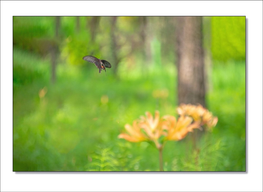 [R]DSC_7690.jpg : 꽃과 나비같이 춤추며~