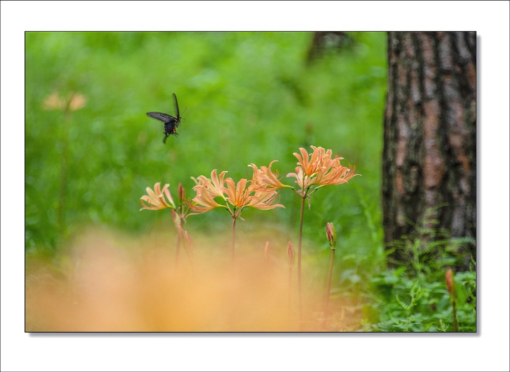 [R]DSC_7649.jpg : 꽃과 나비같이 춤추며~