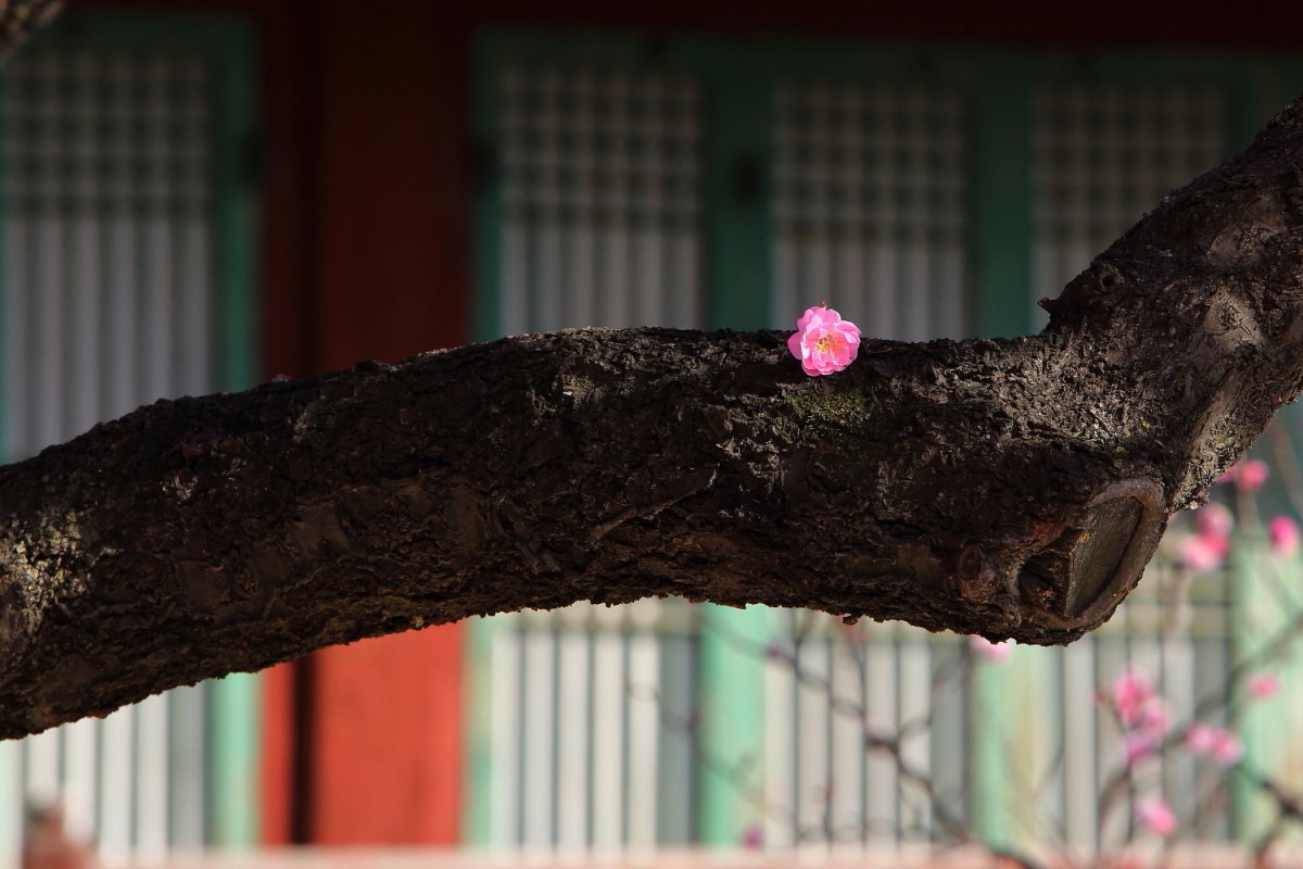 홍매화2.JPG : 혼자라서