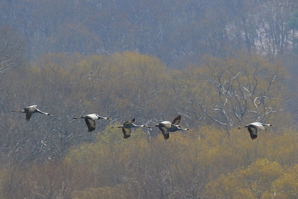 _D2A2166.jpg : 철원에서~