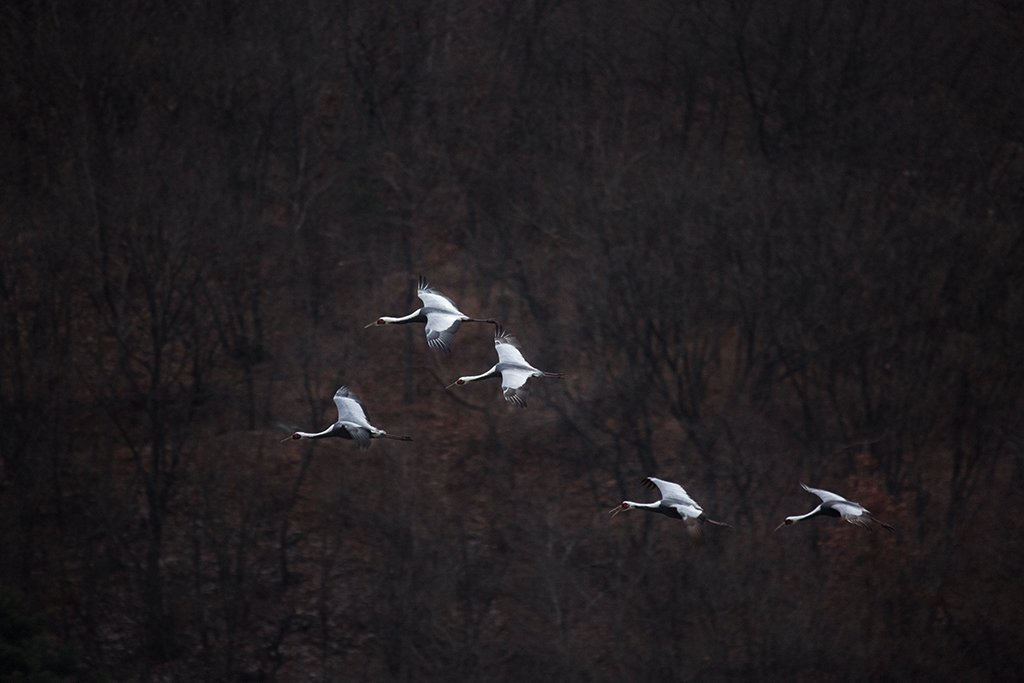 _32A9017.jpg : 철원에서~