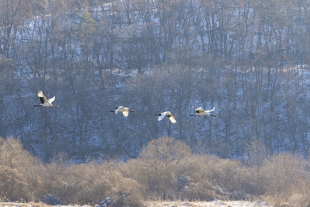 _D2A2384.jpg : 철원에서~