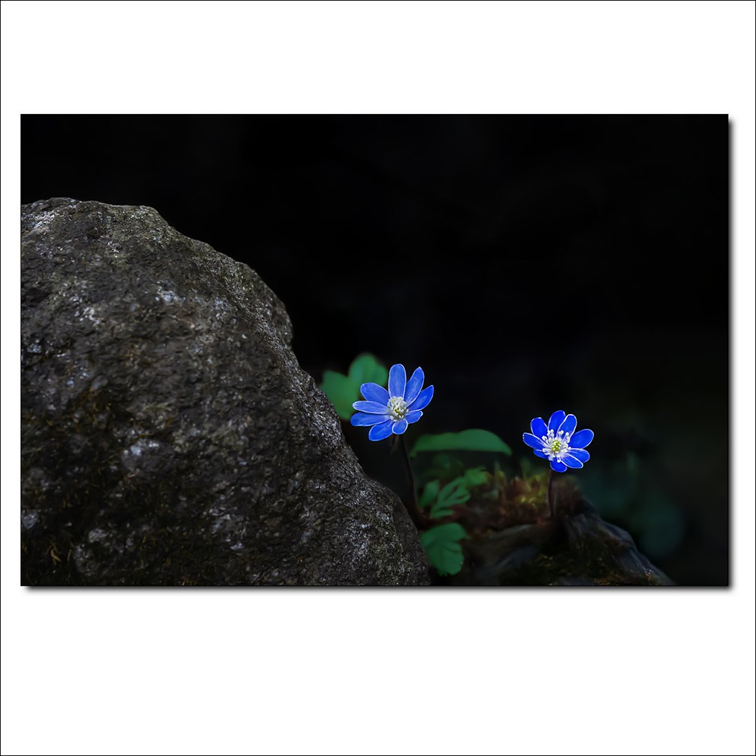 _DSC0339.jpg : 설악산의 노루귀