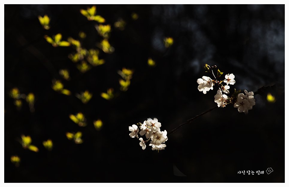 CE3A4375-1resize.jpg : 봄의 기억