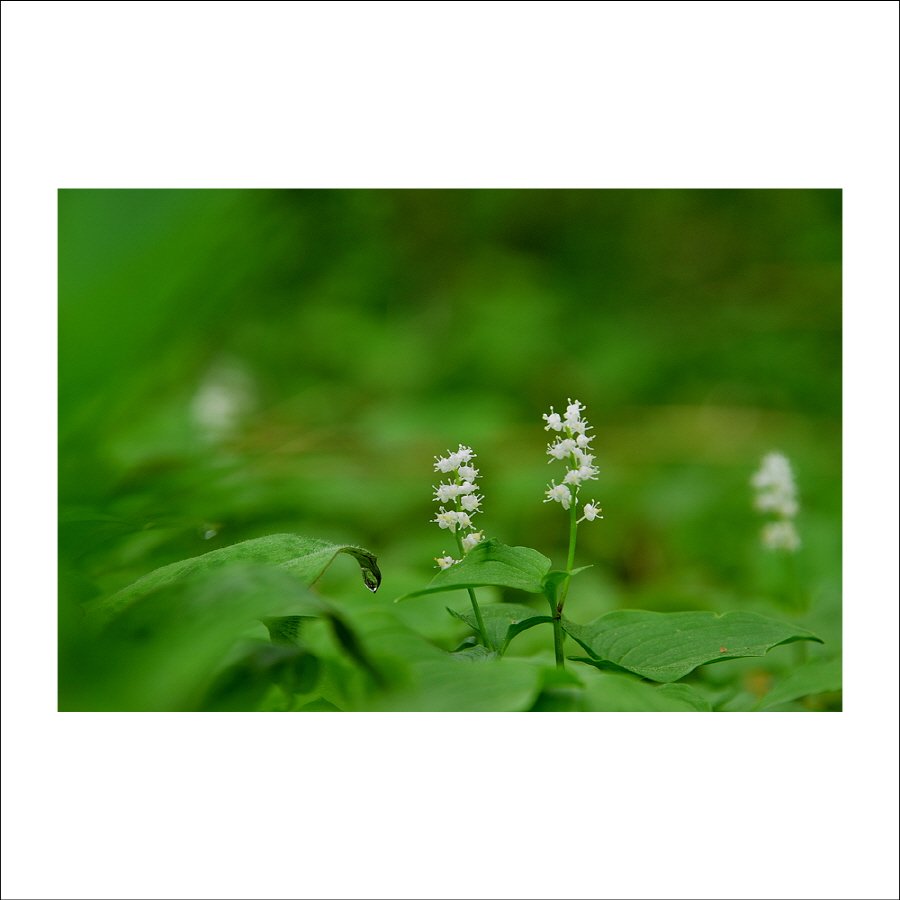 크기변환_DSC_8335.jpg : 두루미꽃