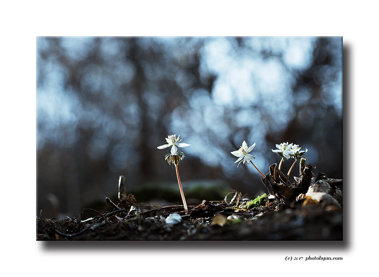 Q23C2658.jpg : 넘도바람꽃