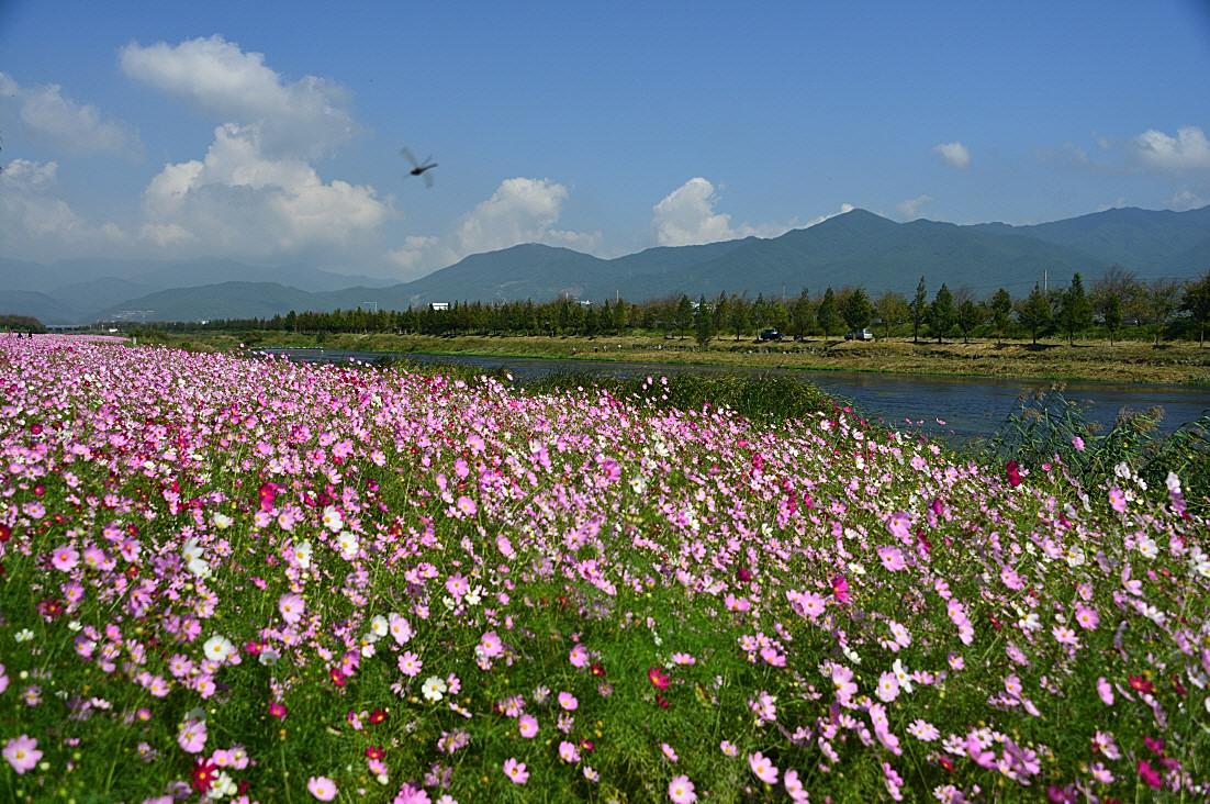 BandPhoto_7060469196.jpg : 리버 코스모스