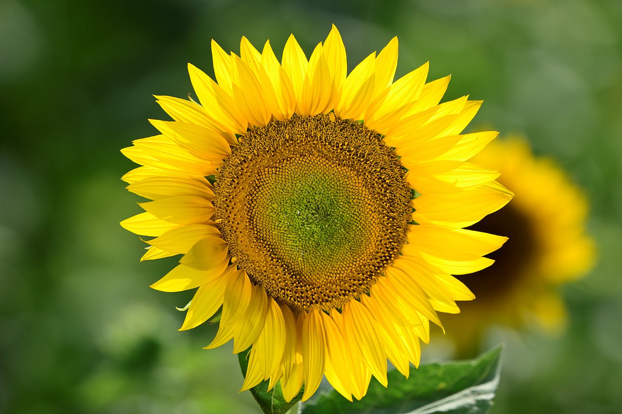 _DSC8503.jpg : 해바라기