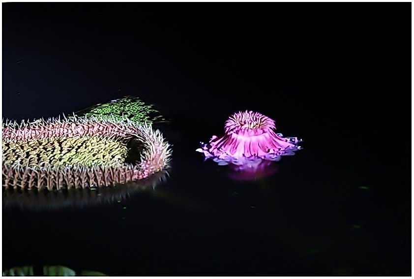 5K5A8790-20200911.jpg : 빅토리아