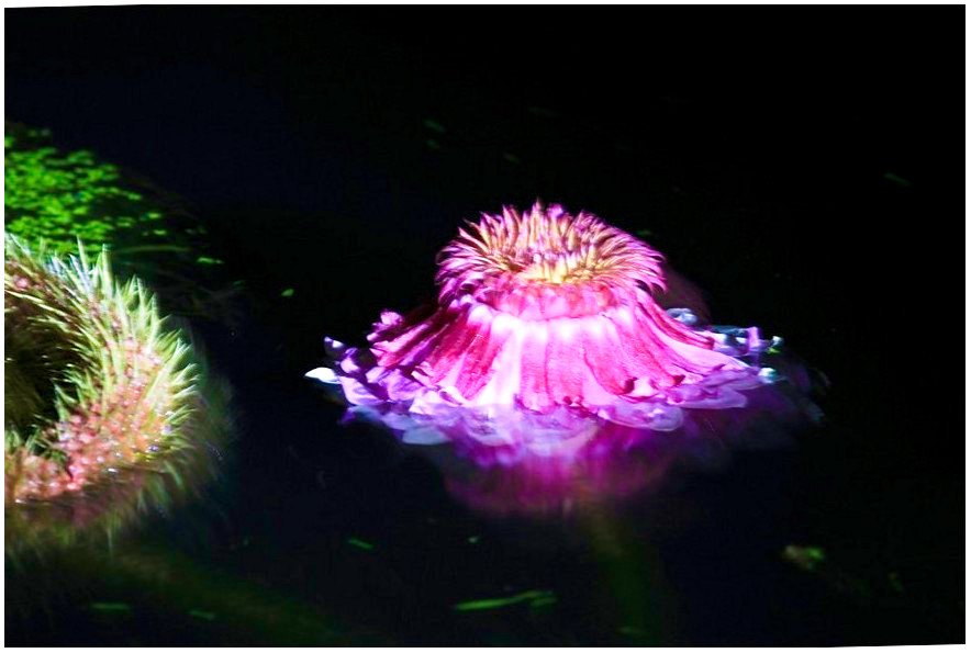 5K5A8781-20200911-20200911.jpg : 빅토리아