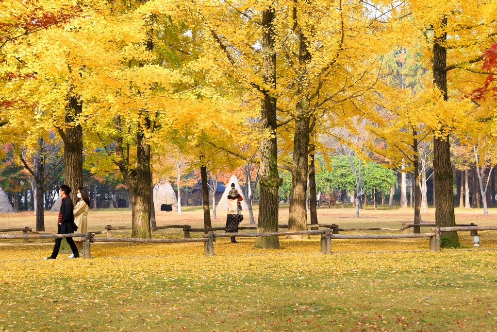 049A0198-20201028.jpg : 가을만추